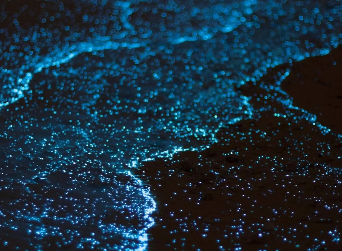 Bioluminescent waters glowing blue at night in Chacahua Lagoon