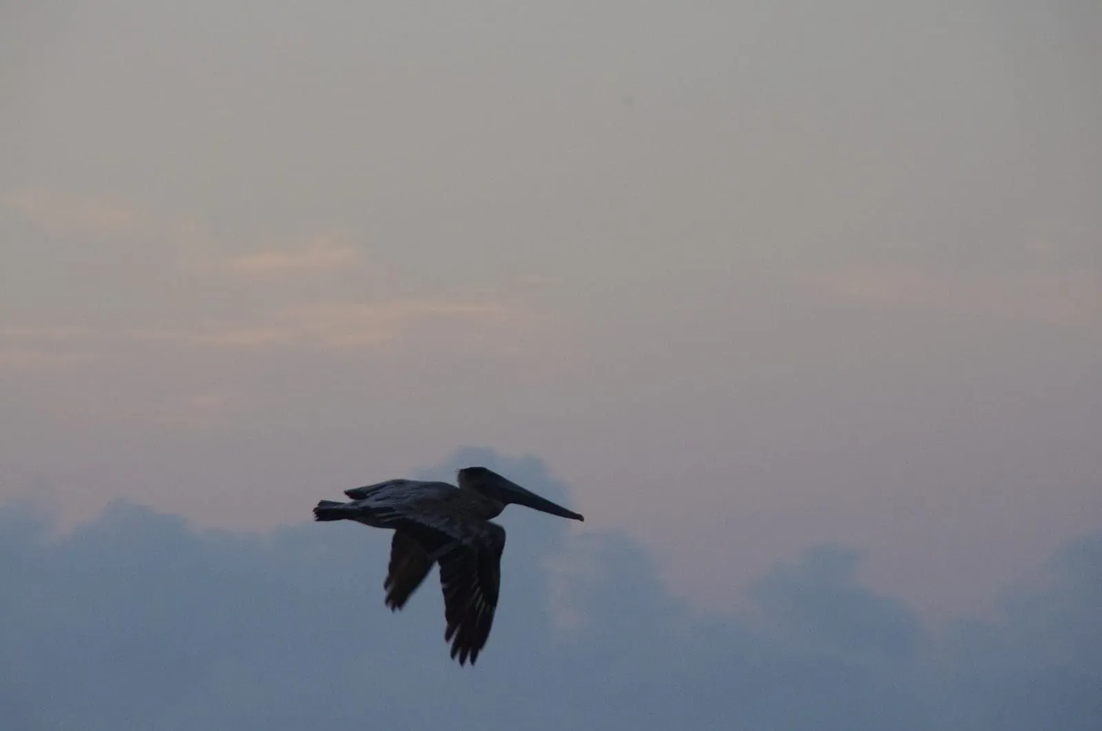 Brown pelican flying at dusk over the lagoon