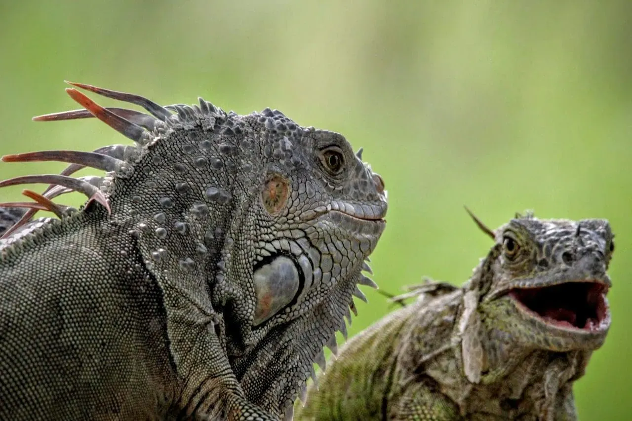 Pair of iguanas in their natural habitat