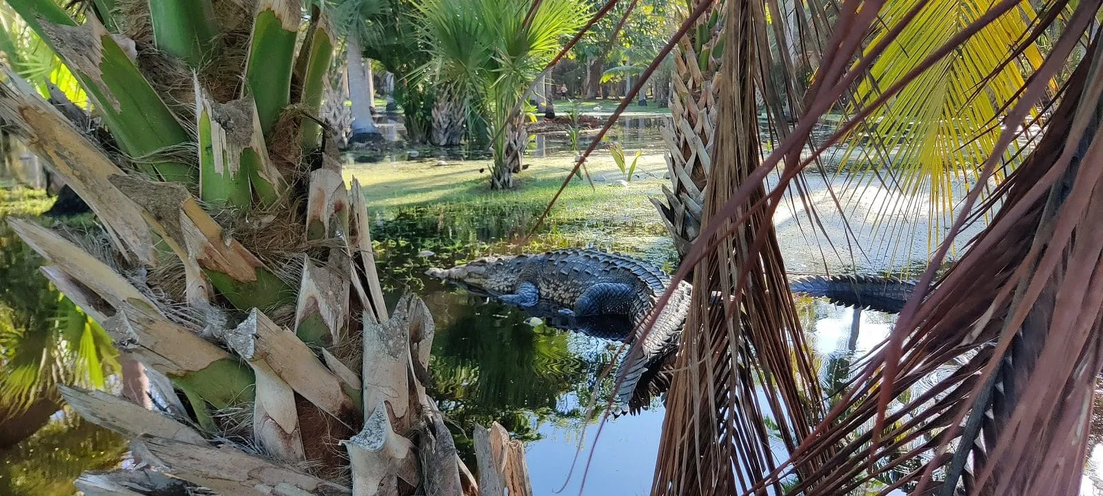 Crocodile resting in lagoon surrounded by palm trees