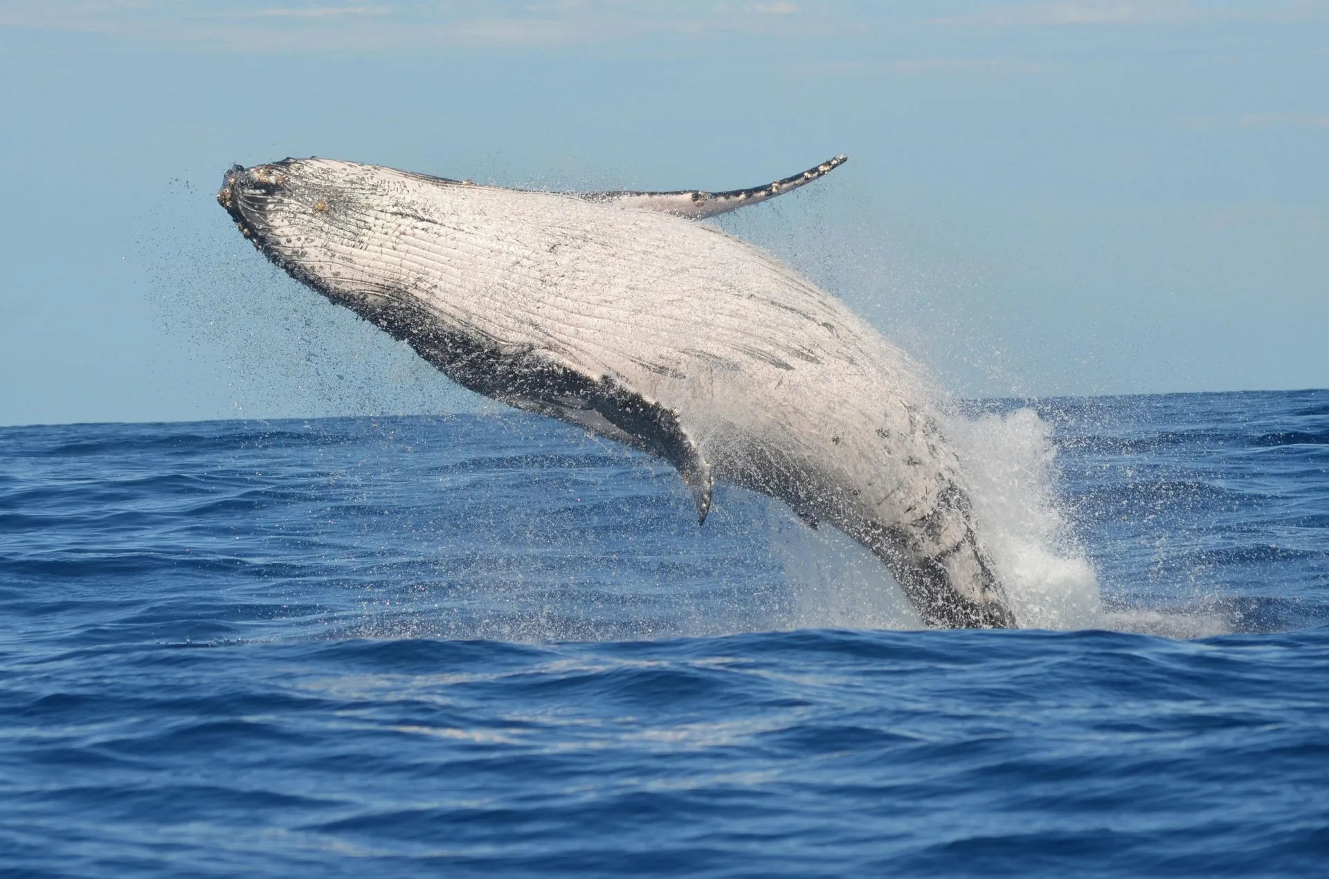 Whale Watching Season: When & Where to See Whales