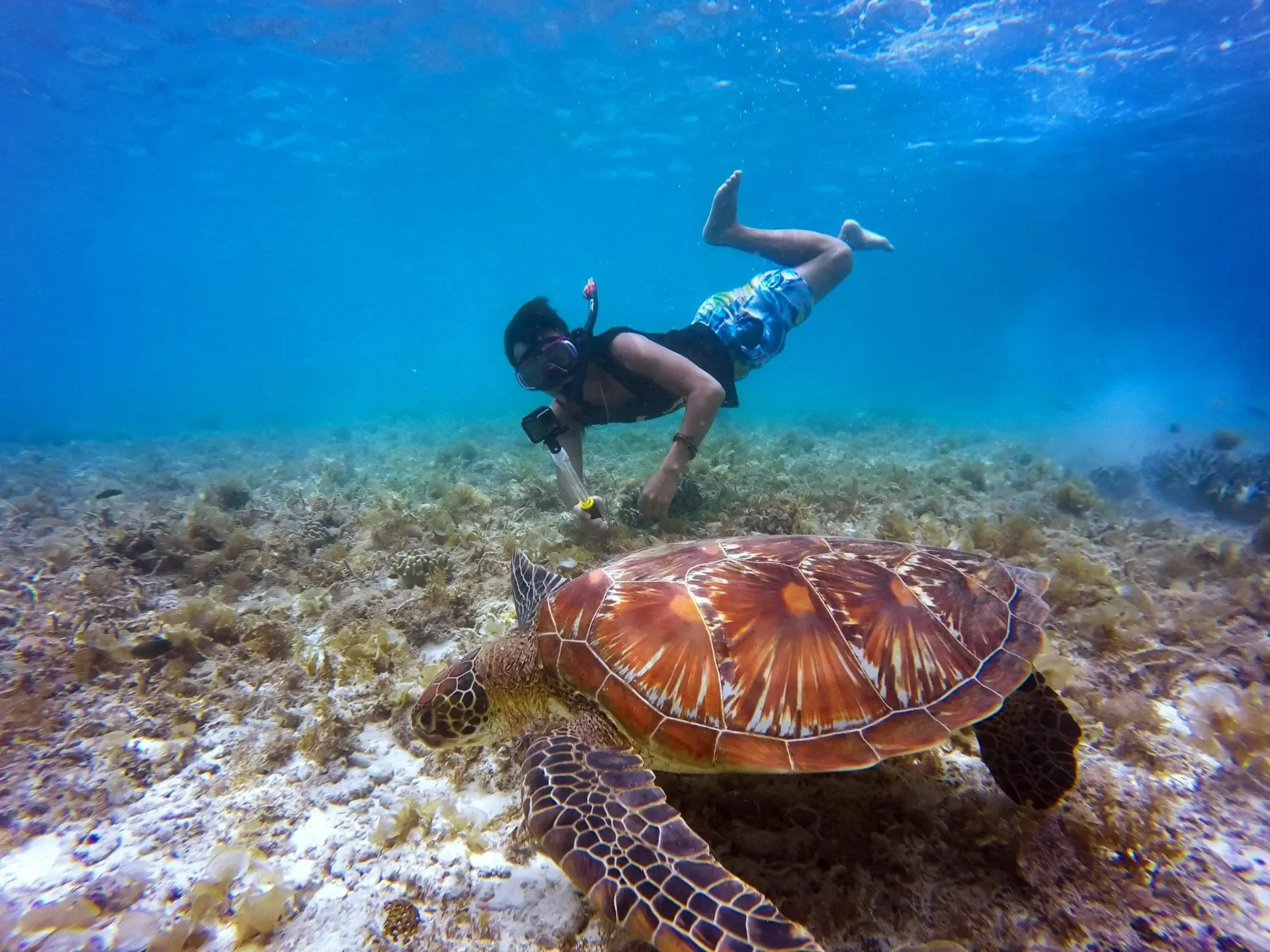 Snorkeling with sea turtles in Puerto Escondido