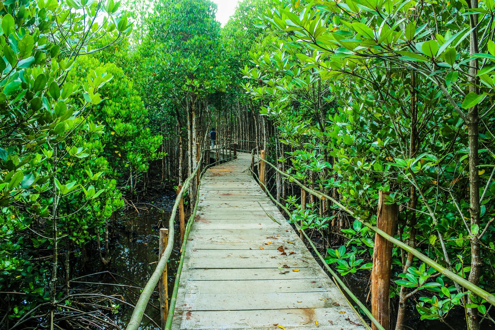 Puerto Escondido nature 1