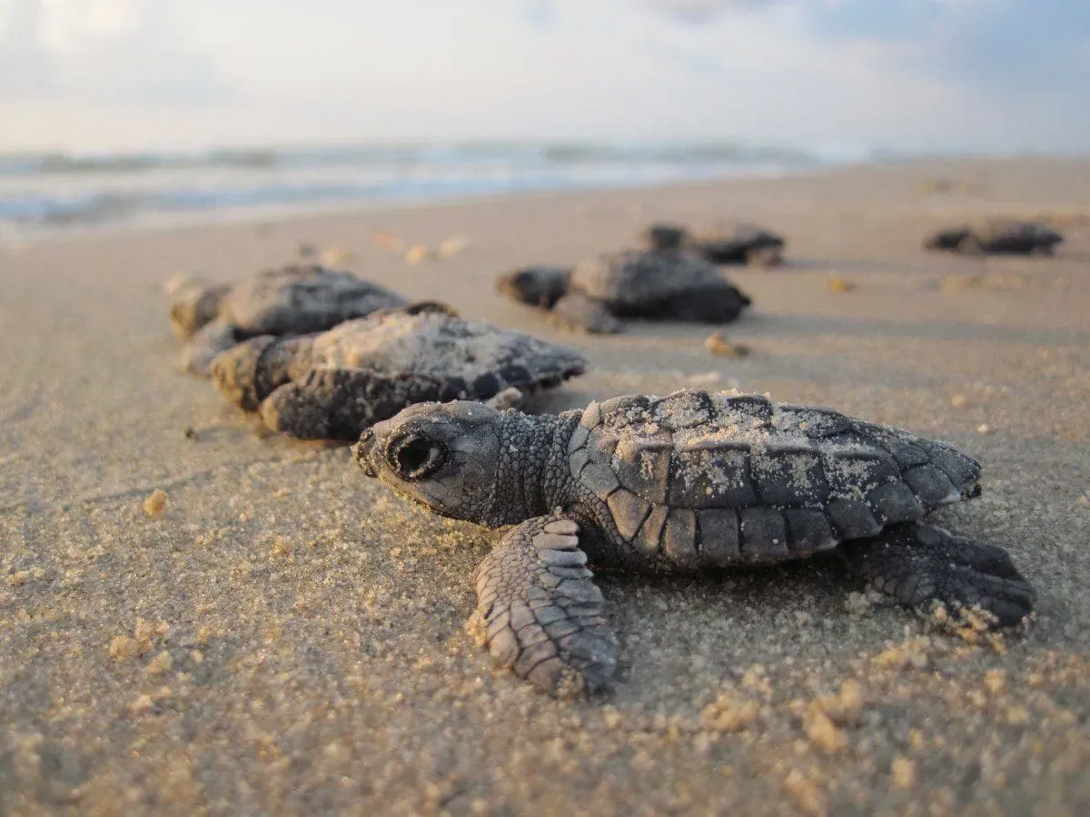 Baby sea turtles on sandy beach heading to ocean at sunset