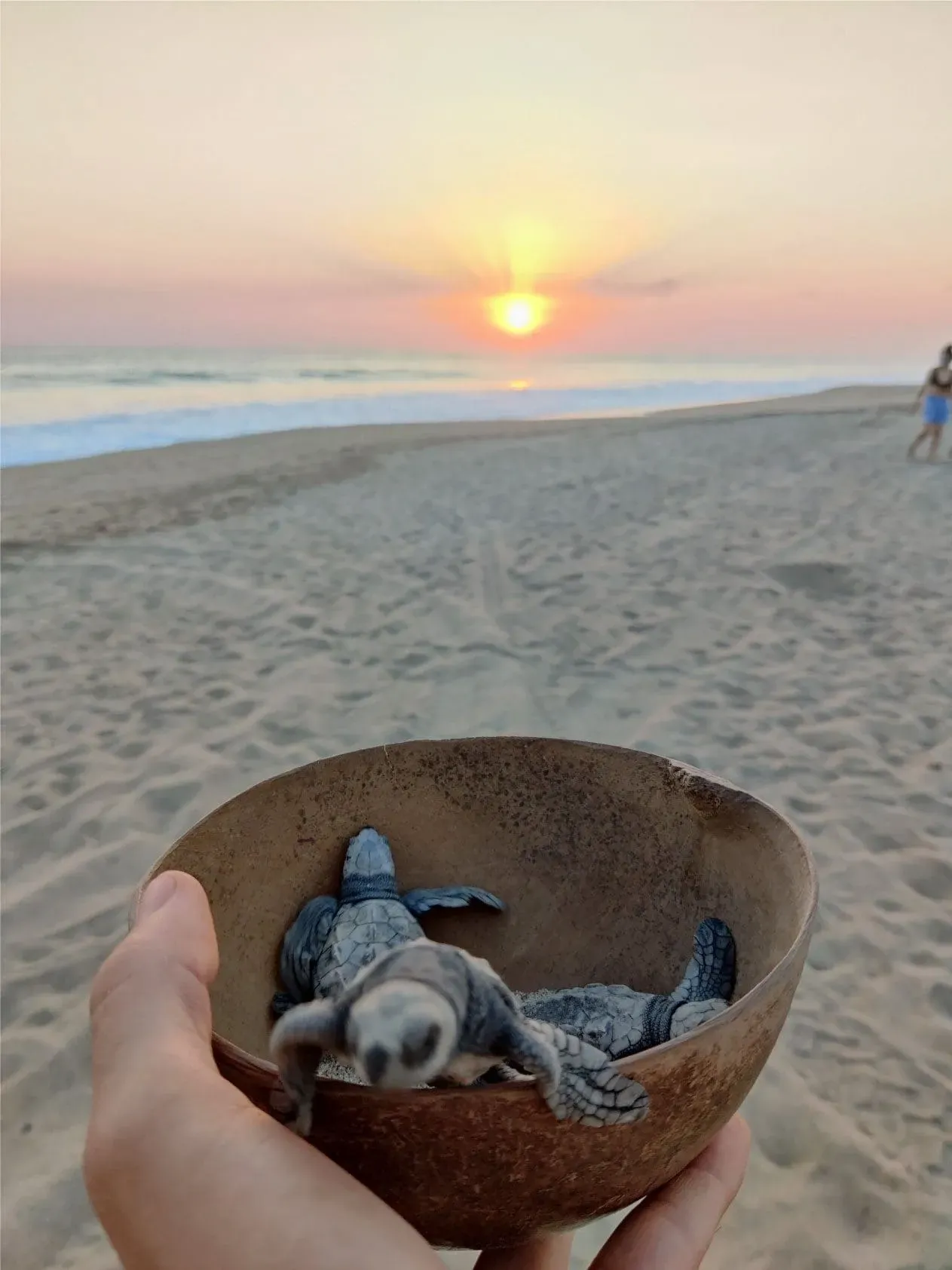 Hands holding coconut bowl with baby turtles at sunset