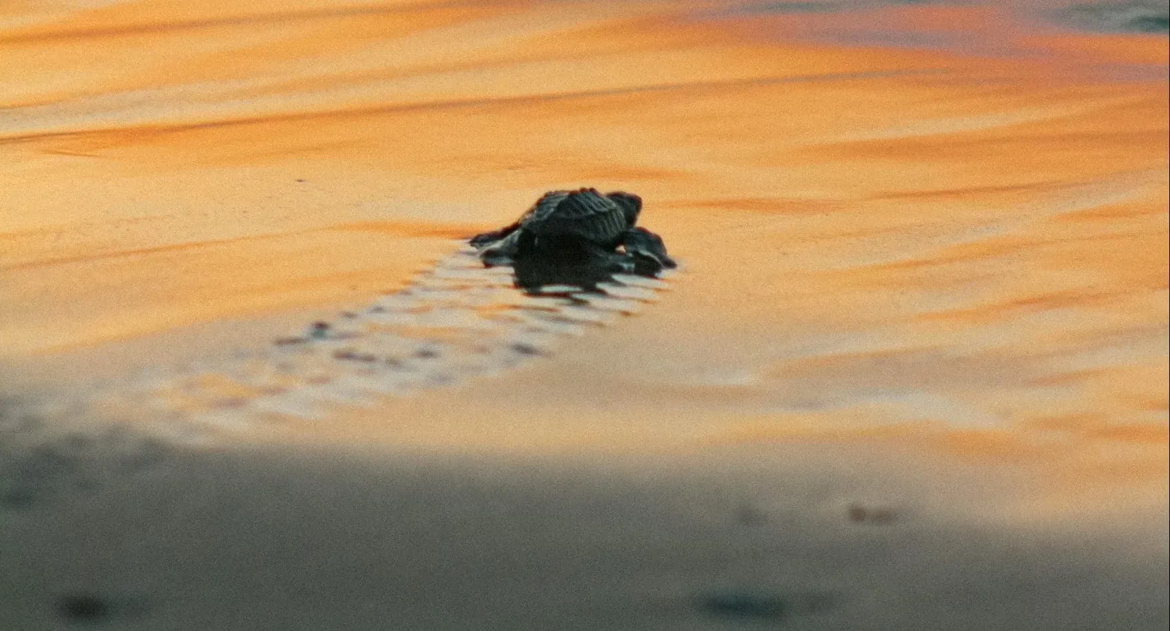 Baby turtle silhouette at golden sunset