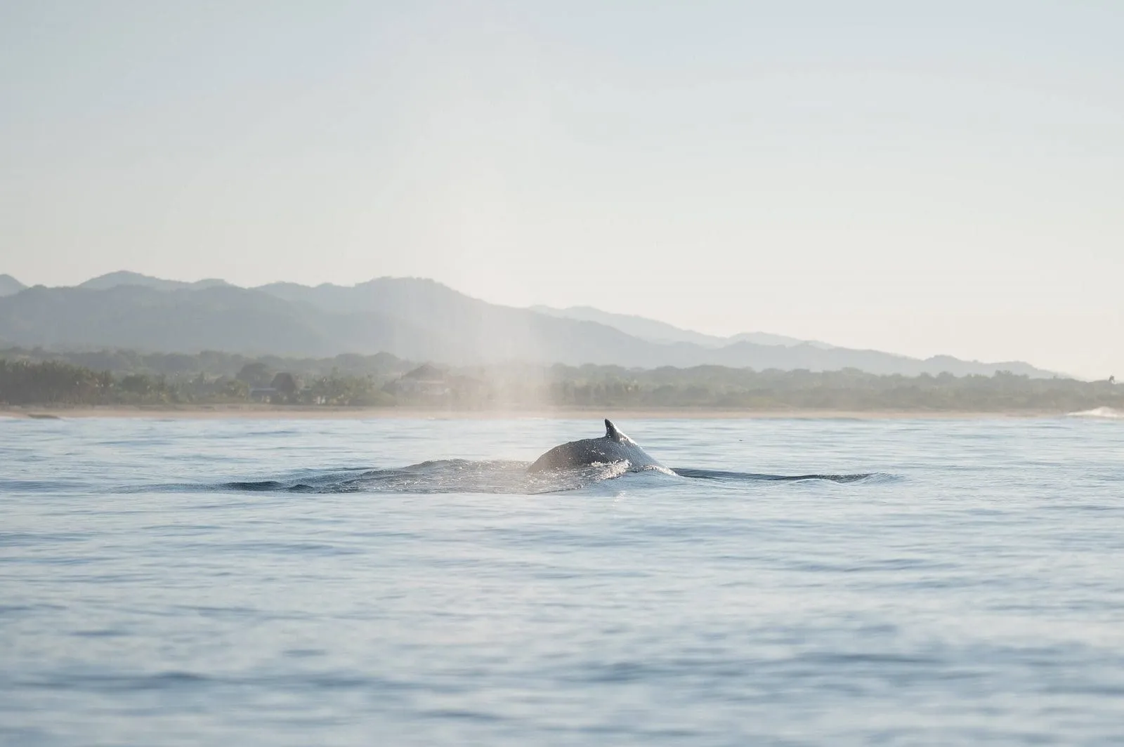 Whale dorsal fin emerging from ocean with mountains in background