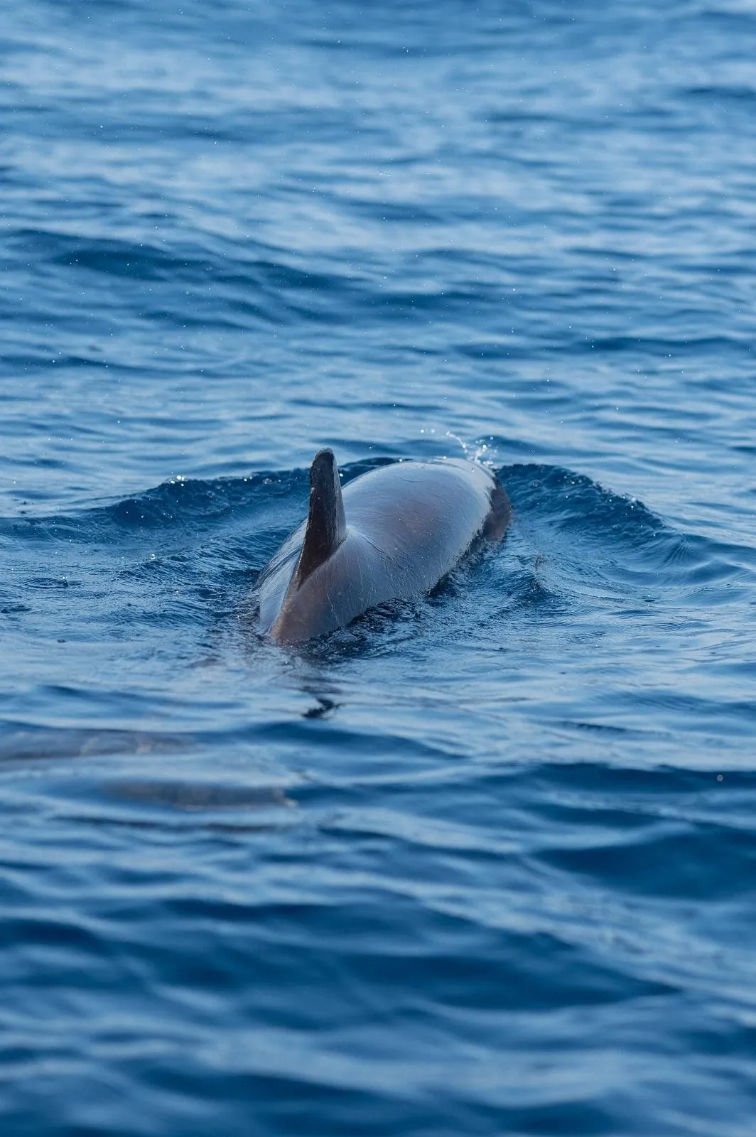 Dolphin surfacing in deep blue Pacific waters