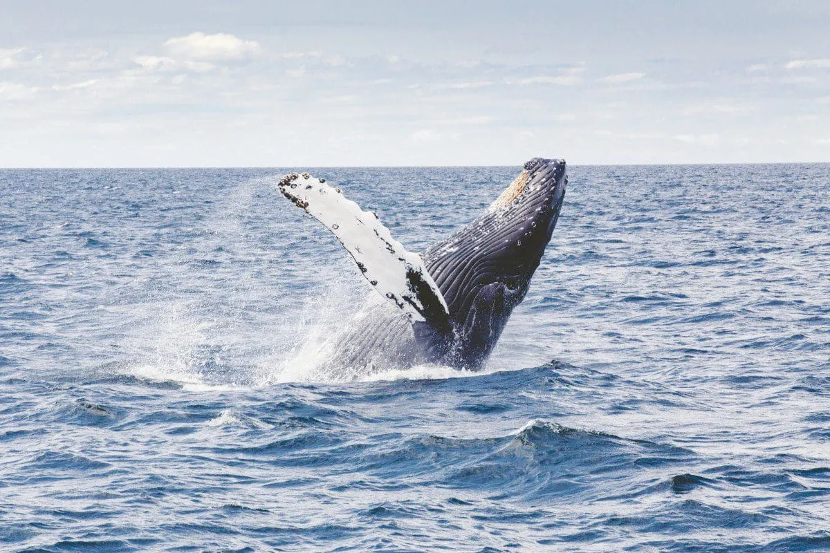 Humpback whale breaching near Puerto Escondido coast