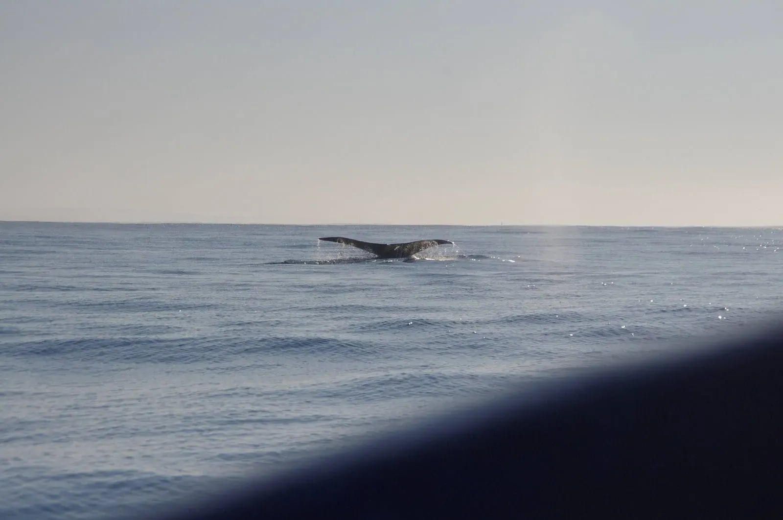 Whale tail fluke above water at sunset