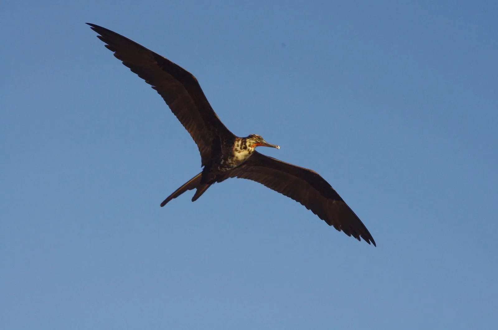 Magnificent frigatebird soaring against blue sky