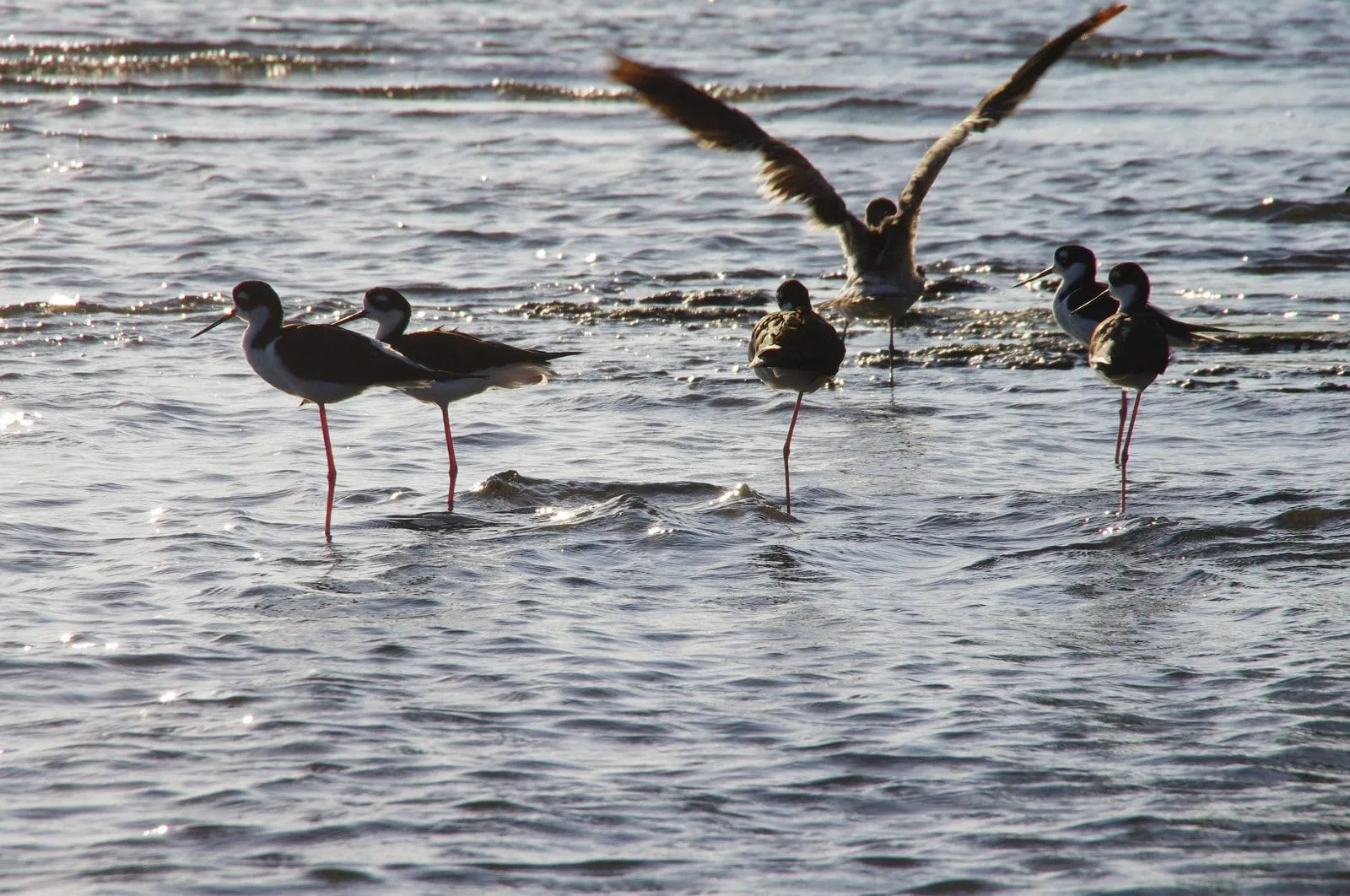 Shorebirds wading in Manialtepec Lagoon at golden hour