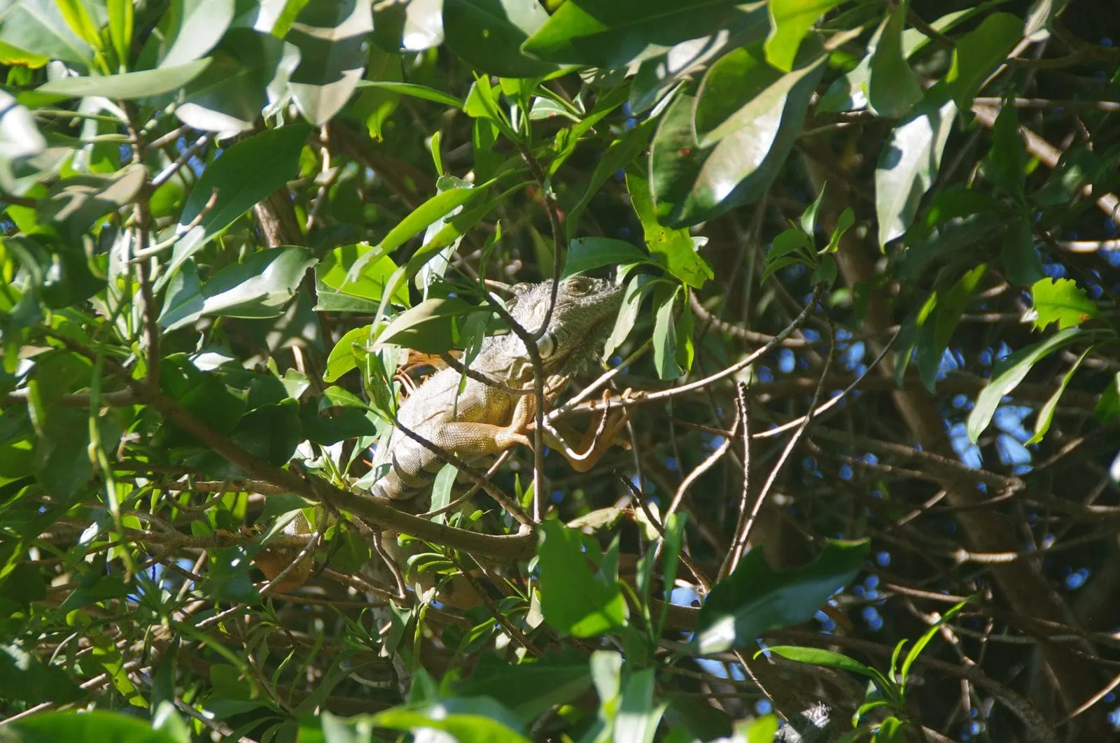Green iguana camouflaged in mangrove foliage