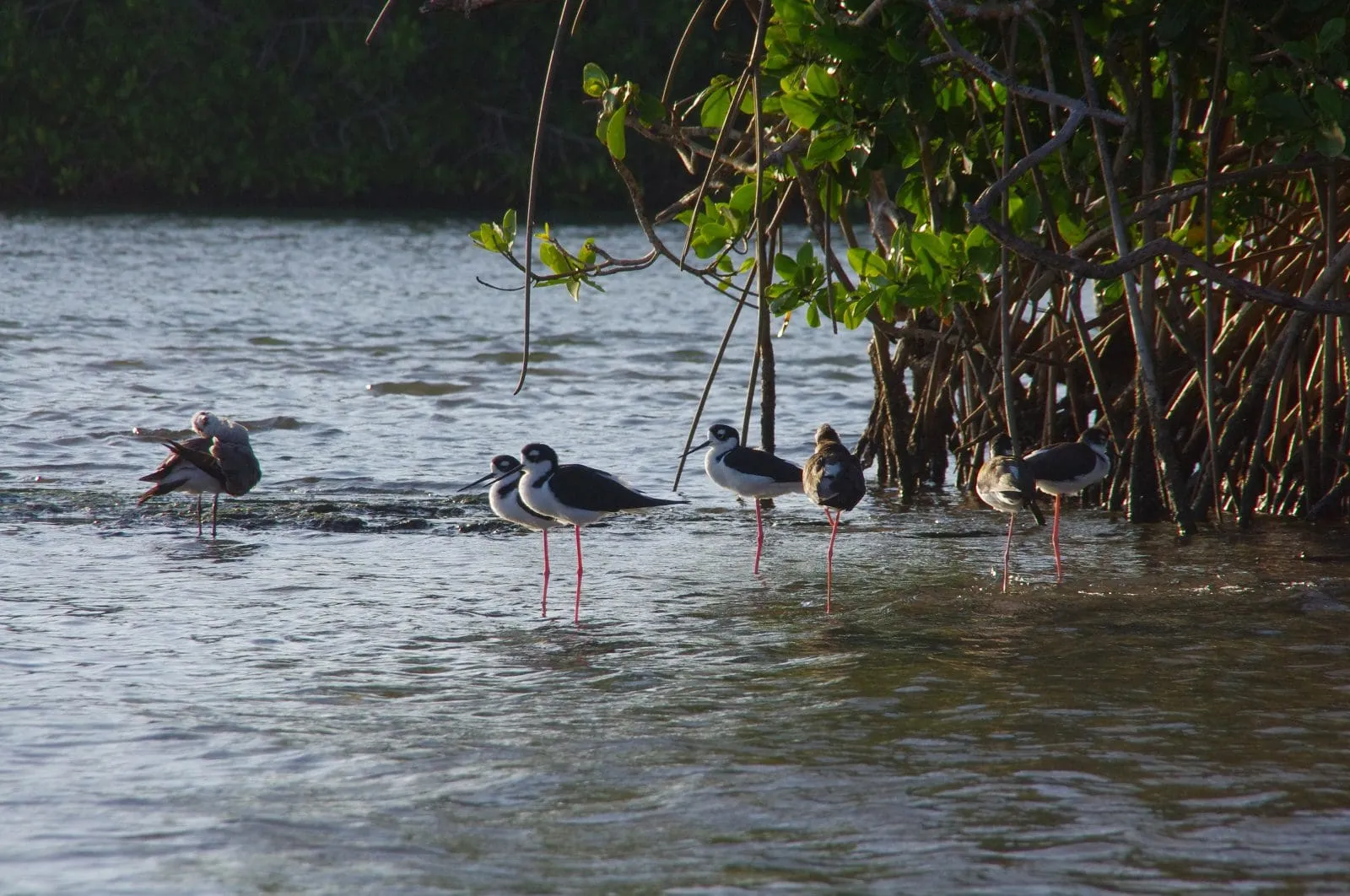 Black-necked stilts standing in water near mangrove roots