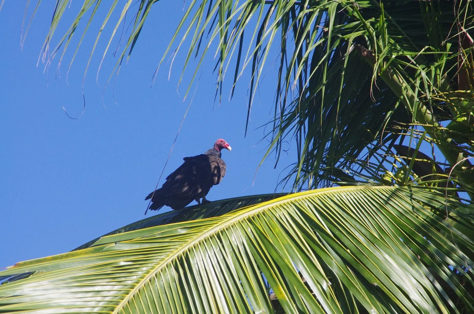 Turkey vulture perched on palm frond against blue sky