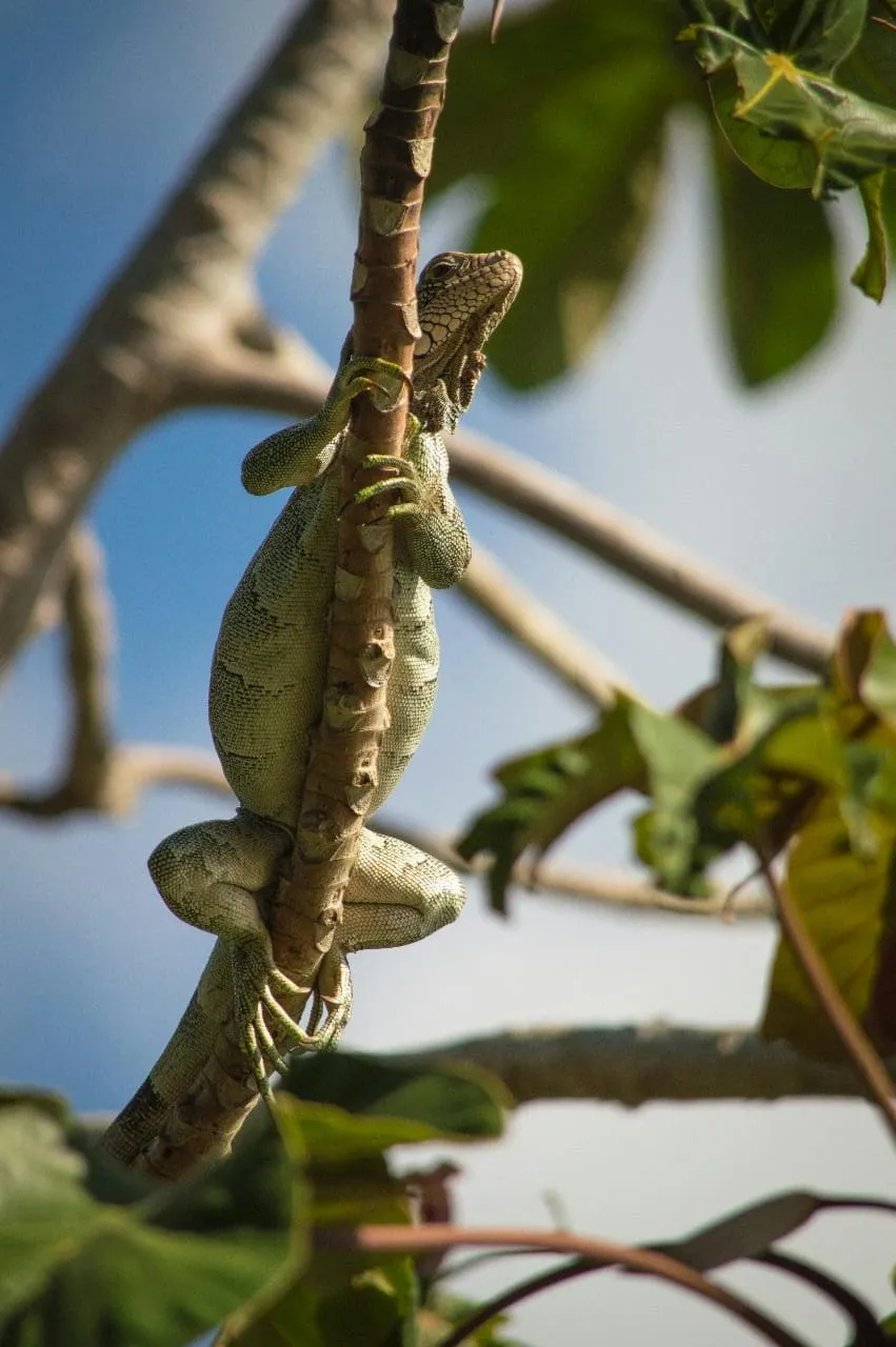 Green iguana climbing on a tree branch