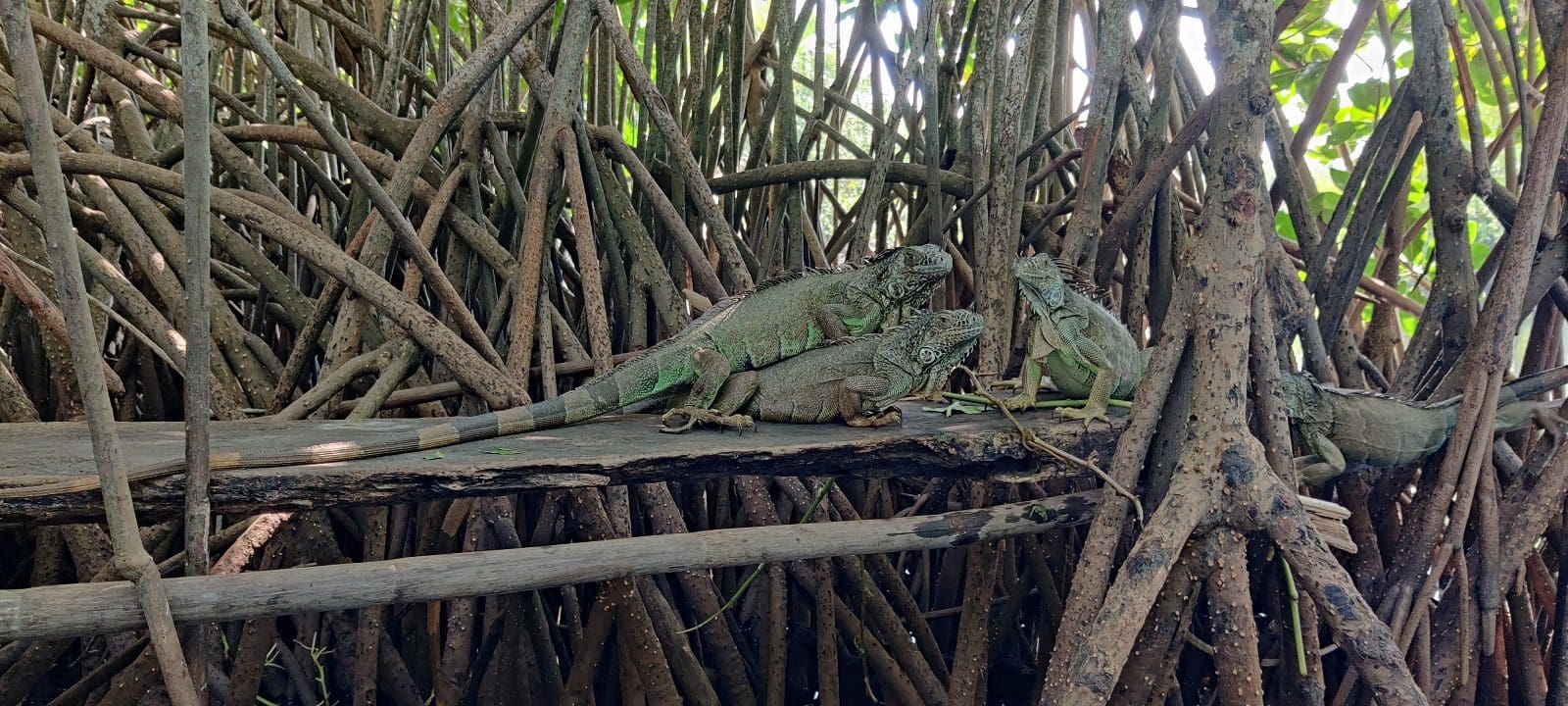 Multiple iguanas resting on mangrove roots
