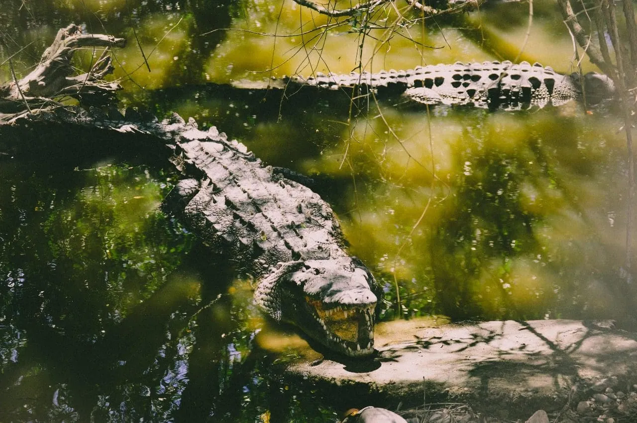 Wild crocodiles basking on the lagoon shore