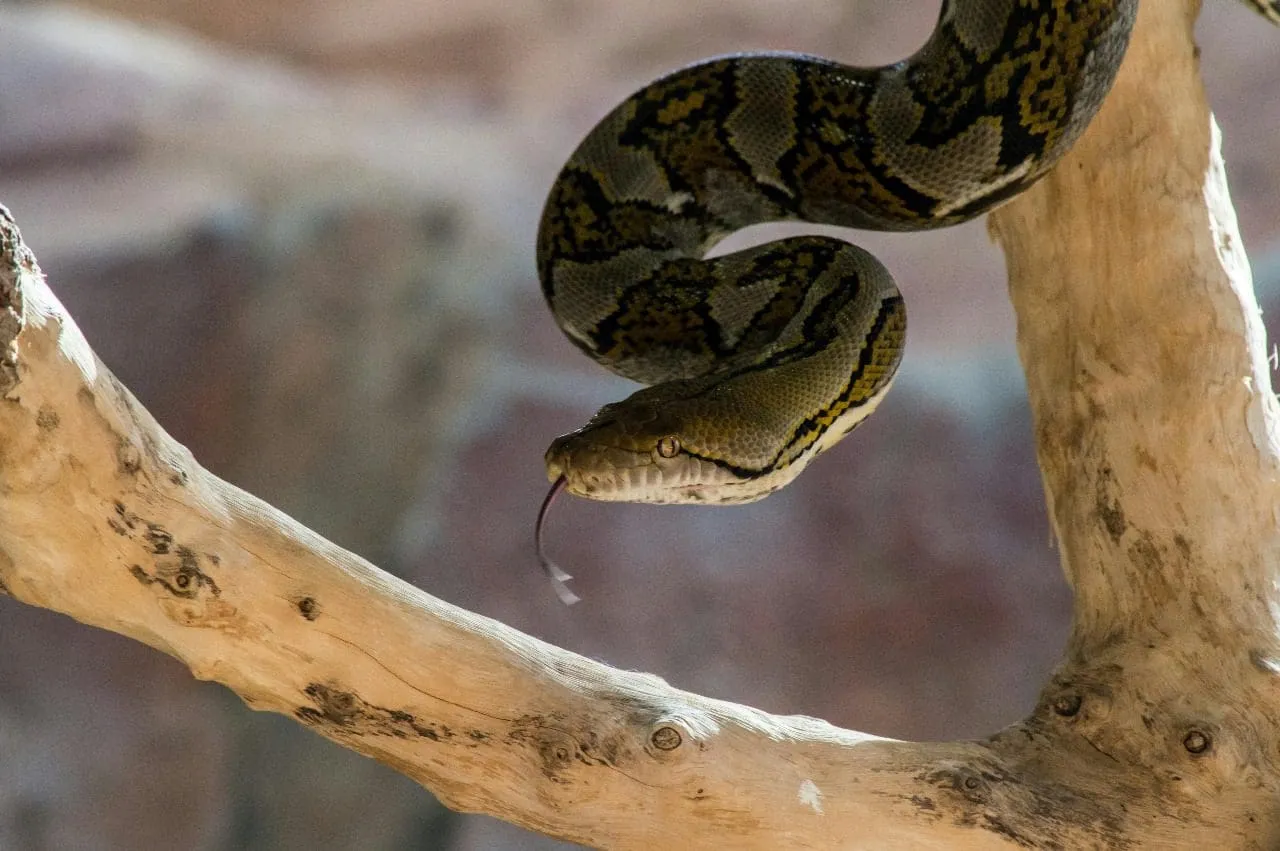Snake coiled on a tree branch in the jungle