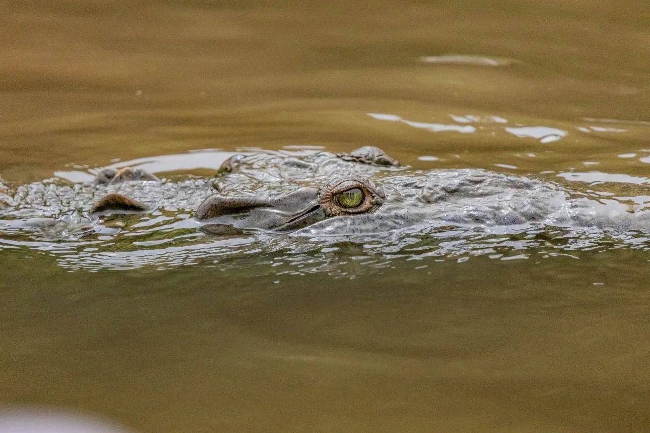 Crocodile swimming with eyes above water surface