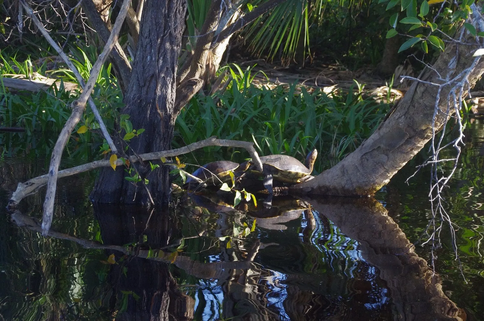 Turtles sunbathing on a log in the lagoon
