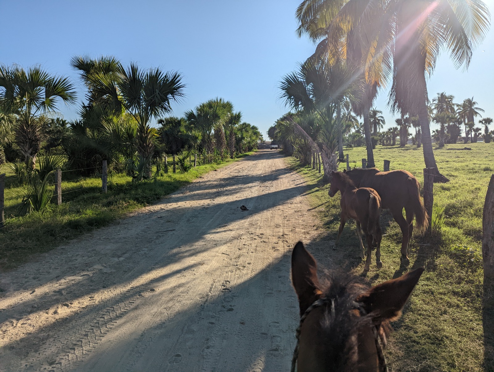 Trail ride view with horses and palm trees