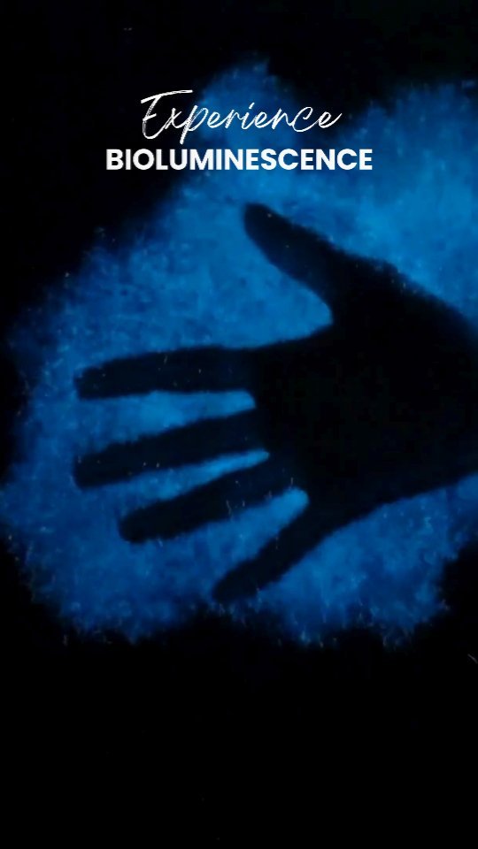 Bioluminescence experience