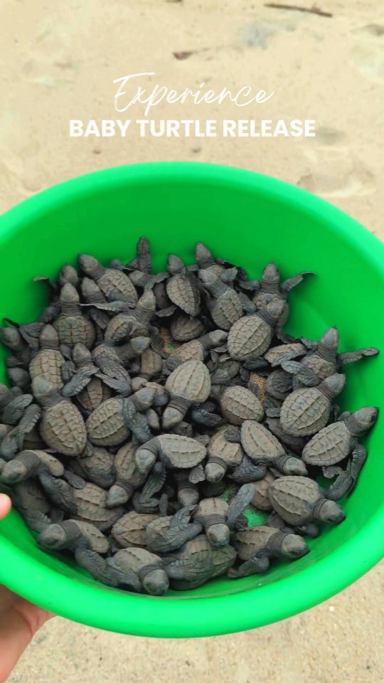 Baby turtle release experience