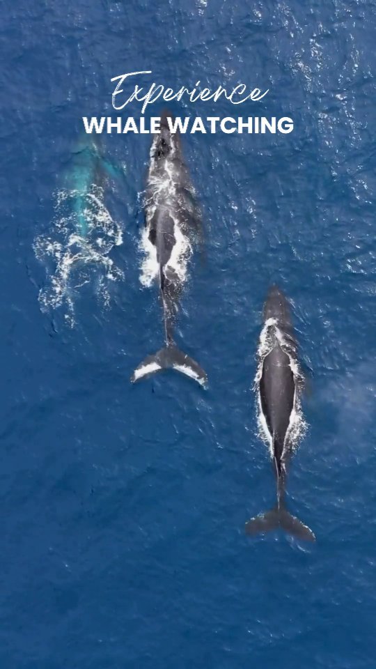 Whale watching in Puerto Escondido
