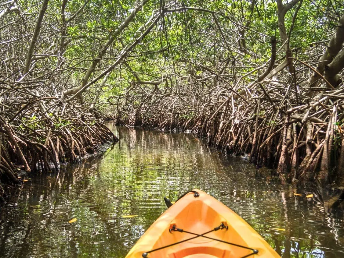 Orange kayak navigating through dense mangrove tunnel