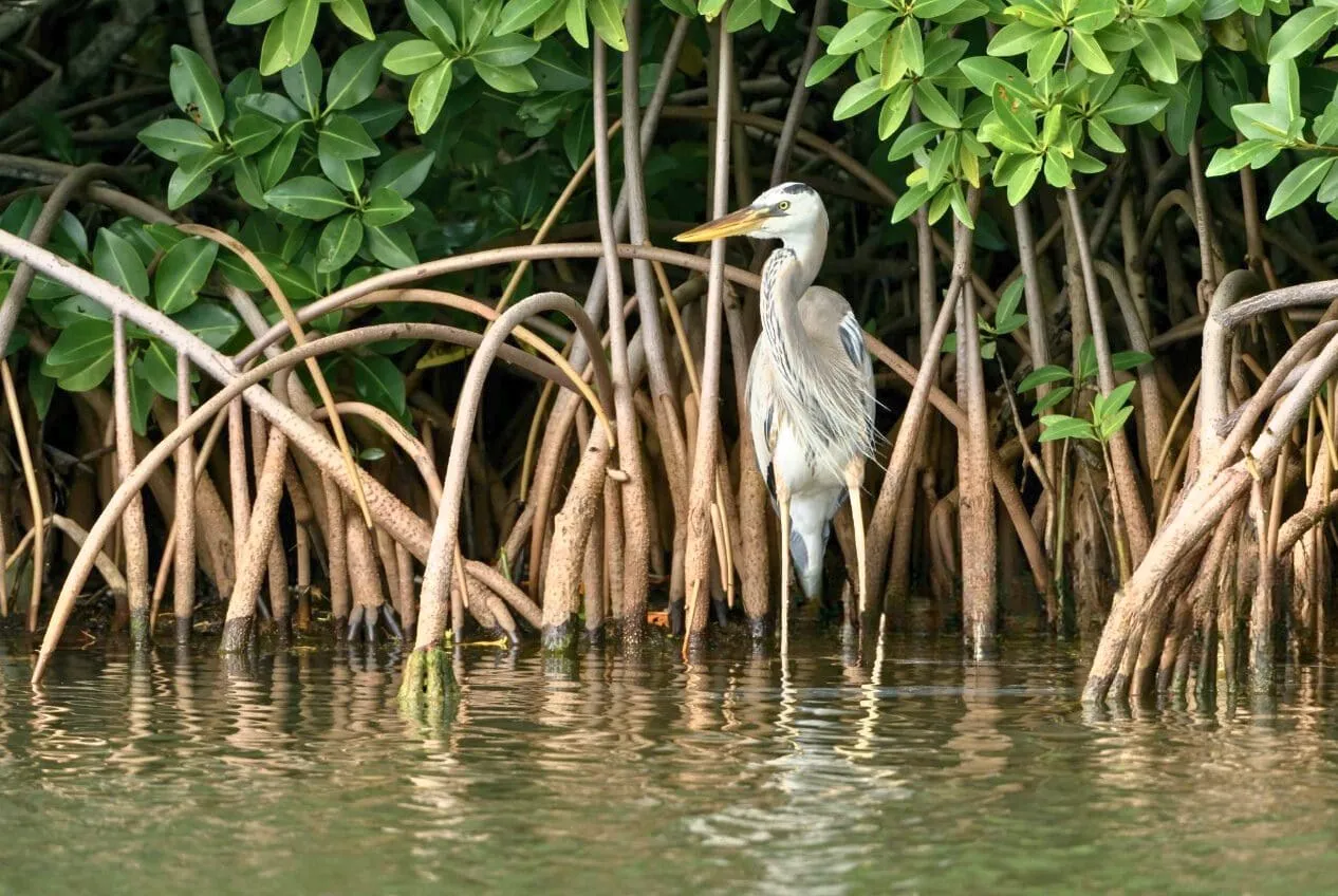 Great blue heron standing among mangrove roots in Manialtepec Lagoon