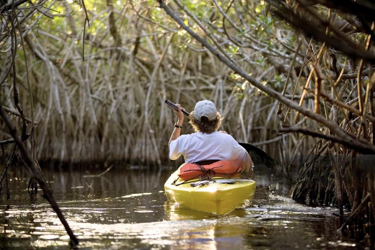 Kayaker paddling through mangrove waterway in Puerto Escondido