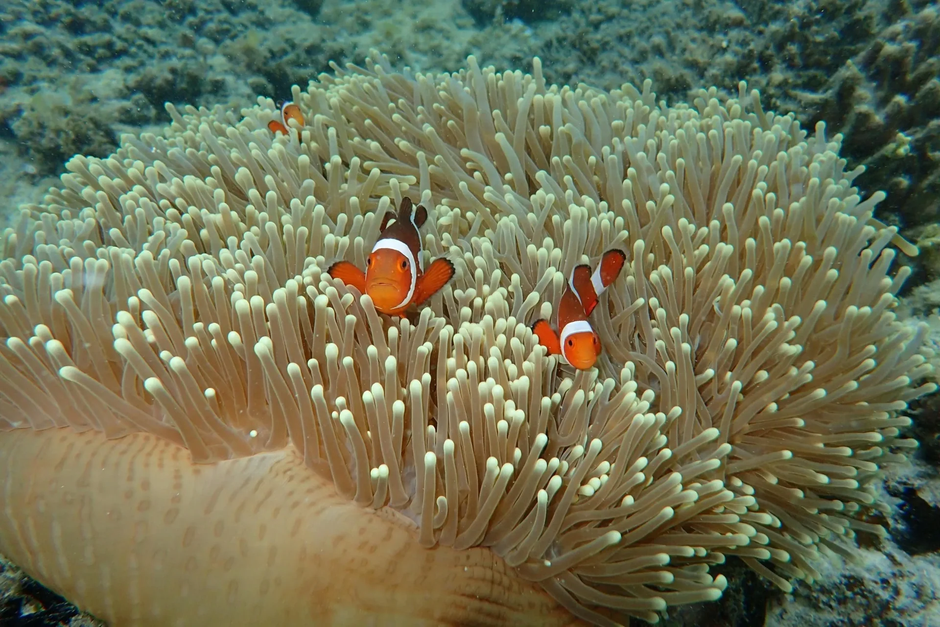 Clownfish in anemone coral reef