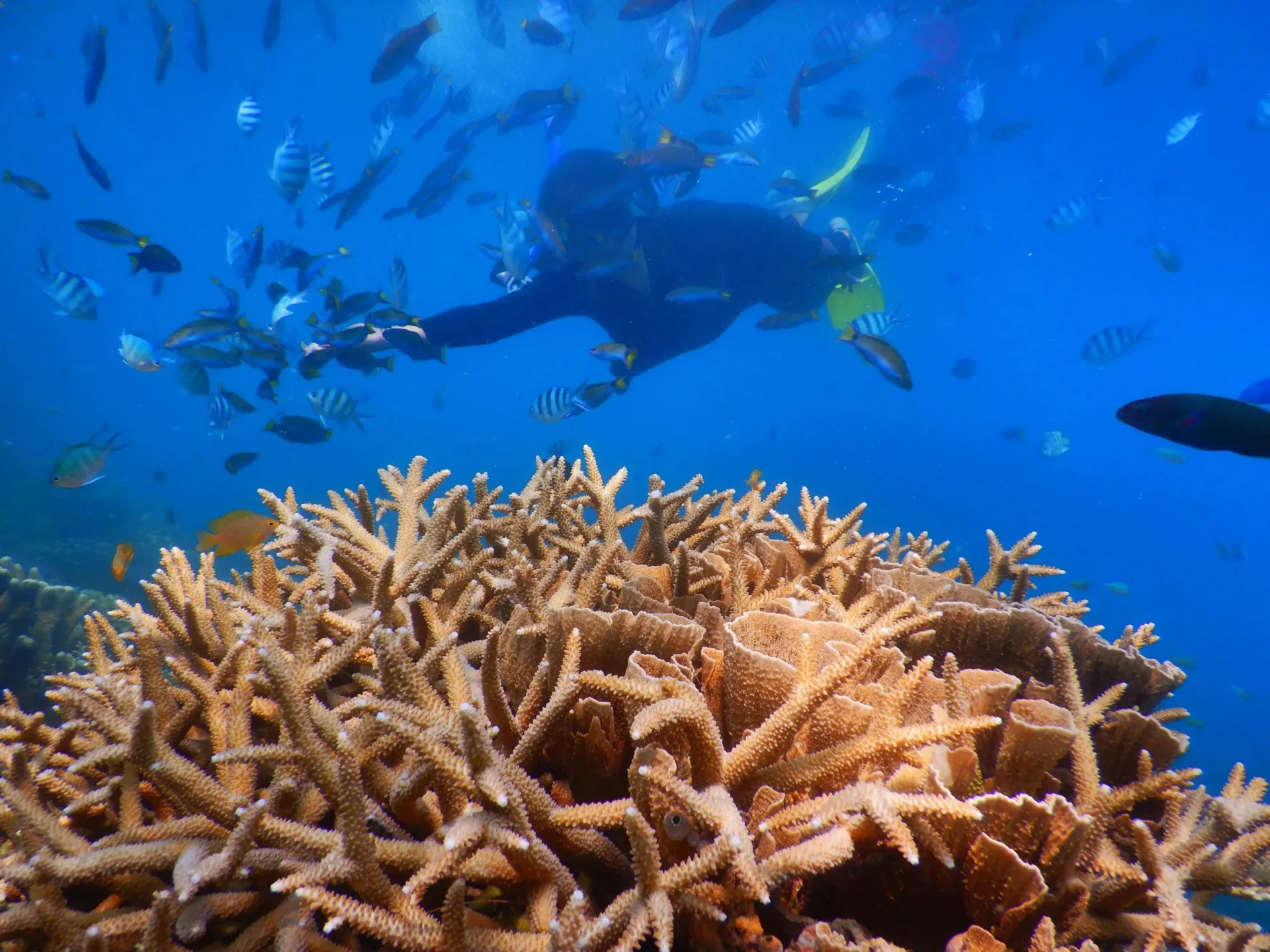 Colorful coral reef with tropical fish