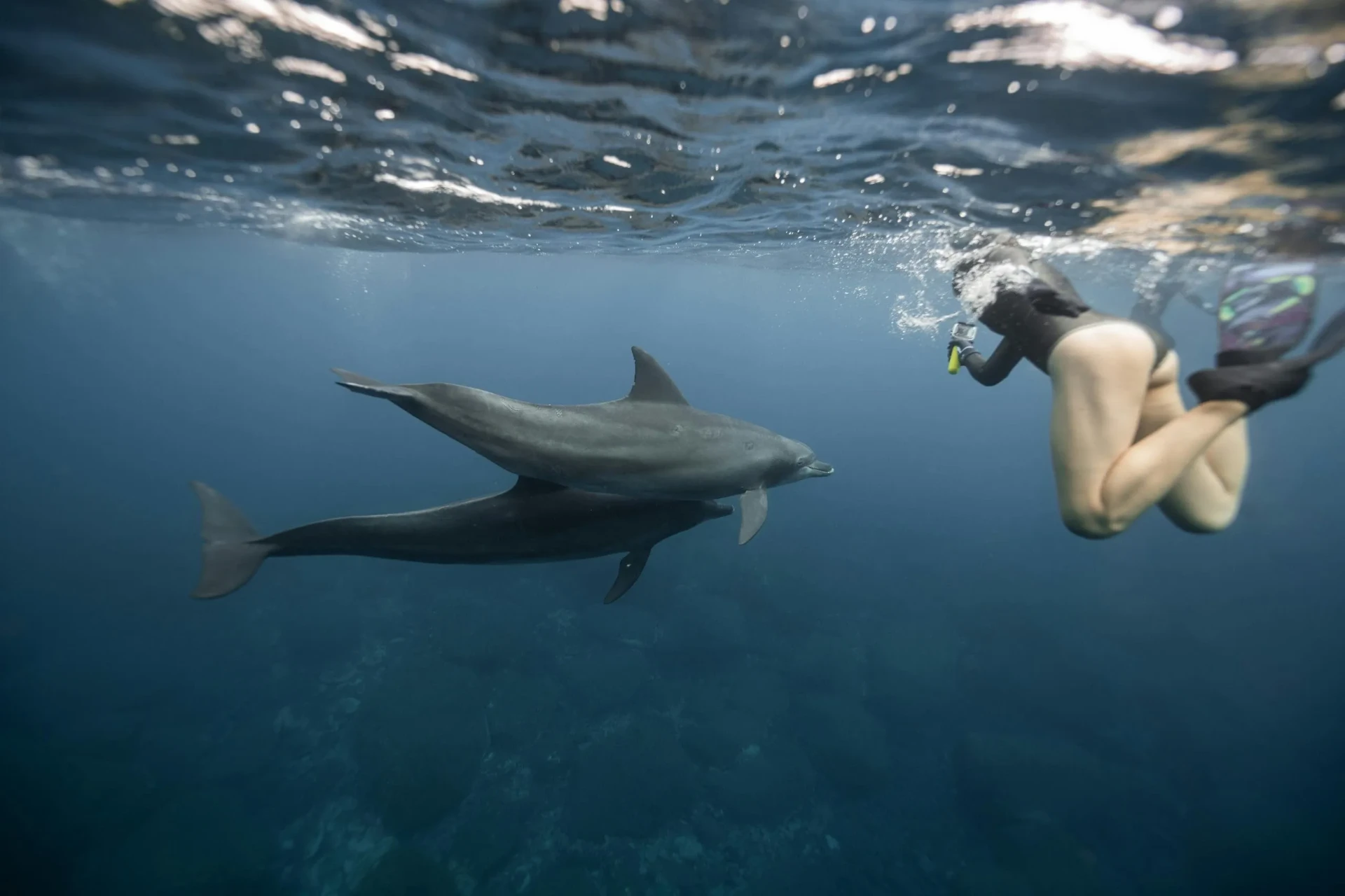 Swimming with dolphins in Puerto Escondido