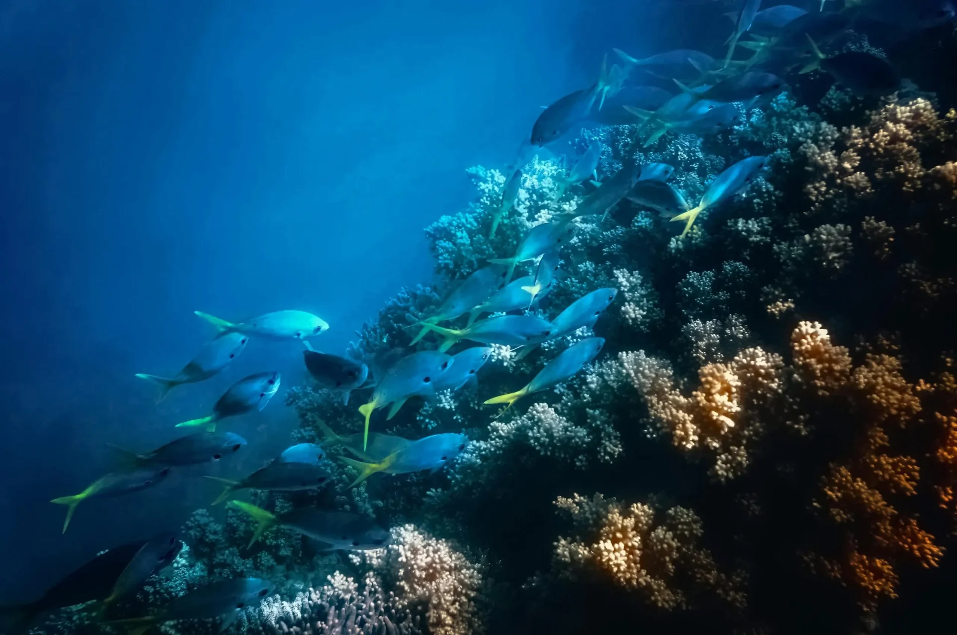 School of tropical fish near coral reef