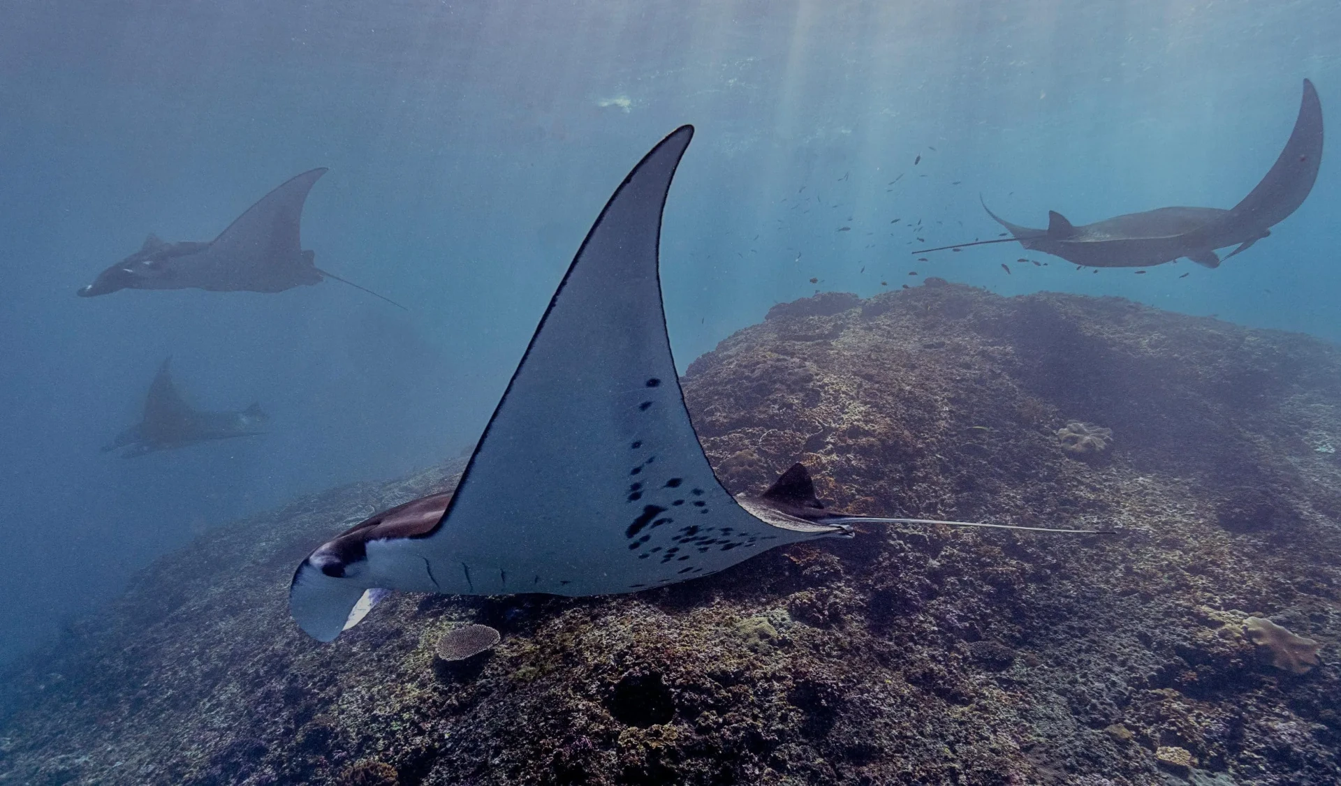Majestic manta rays in crystal-clear waters