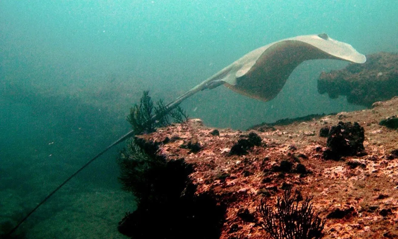 Stingray gliding over the ocean floor
