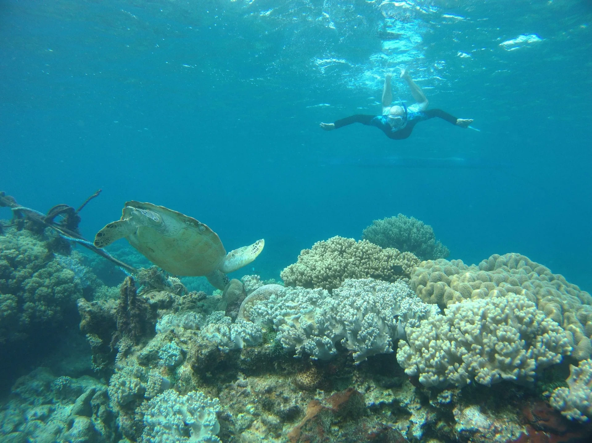 Snorkeler swimming alongside a sea turtle