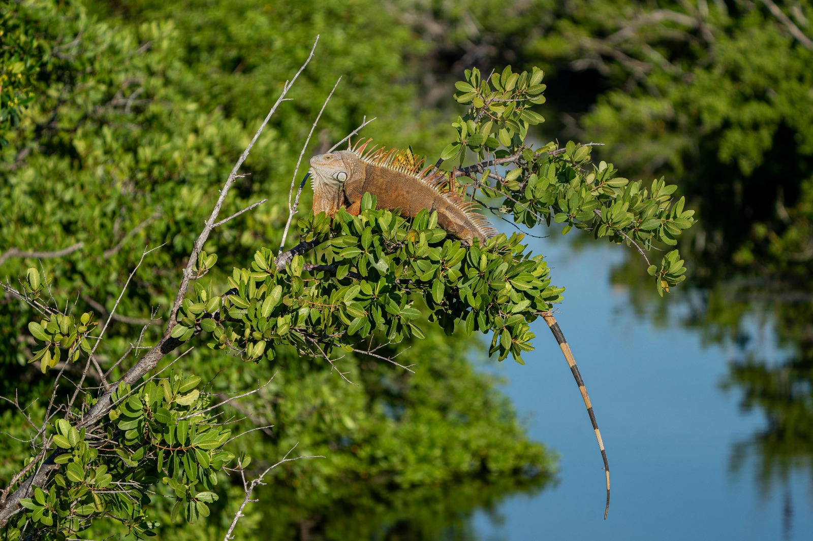 Puerto Escondido nature 2