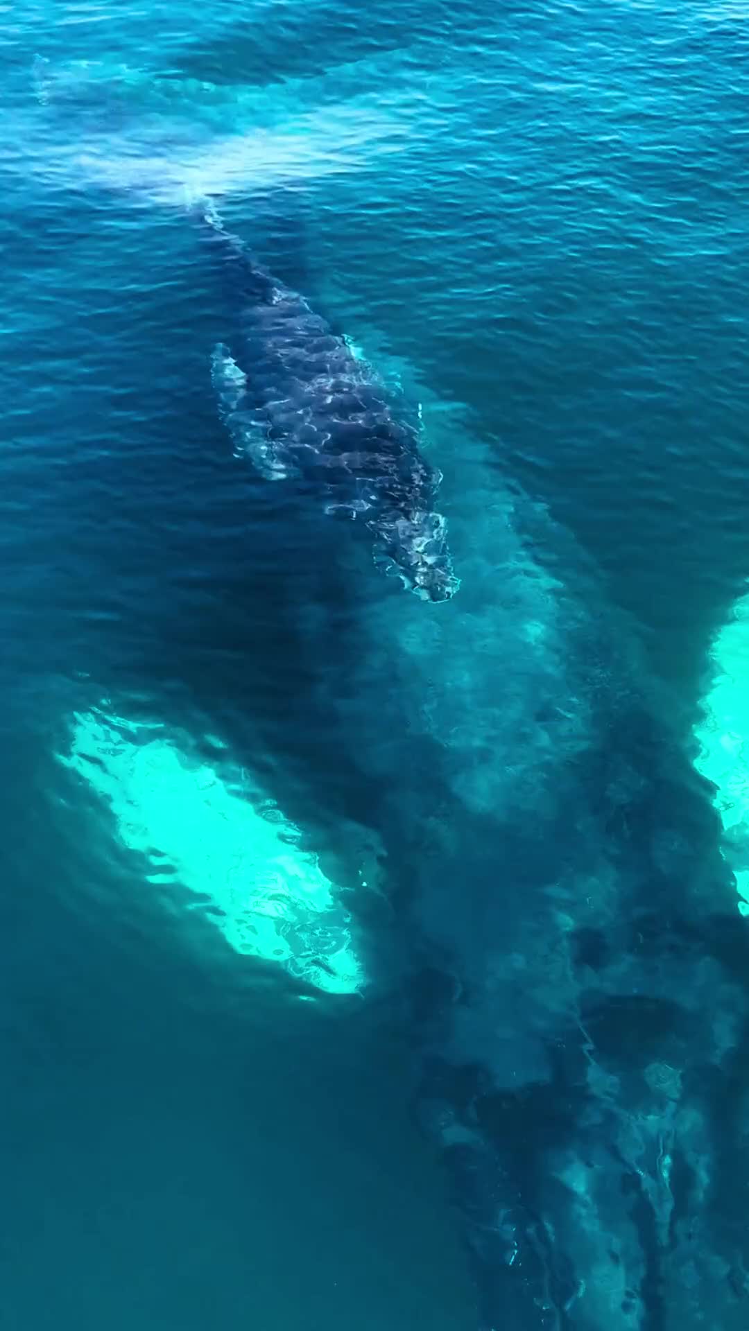 Baby humpback whale swimming with mother