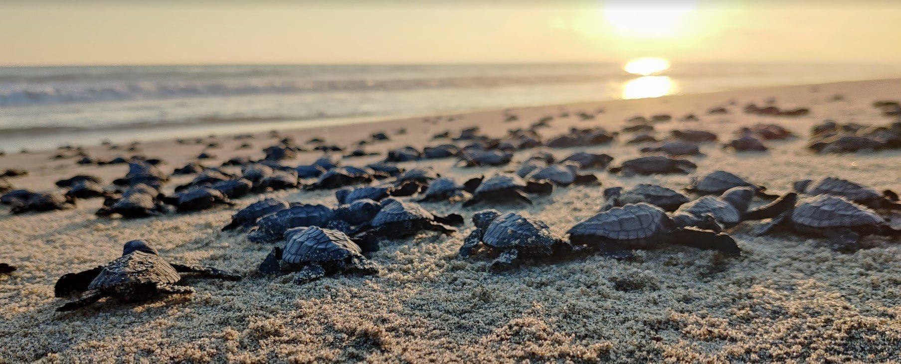 Dozens of baby turtles released on beach at sunset