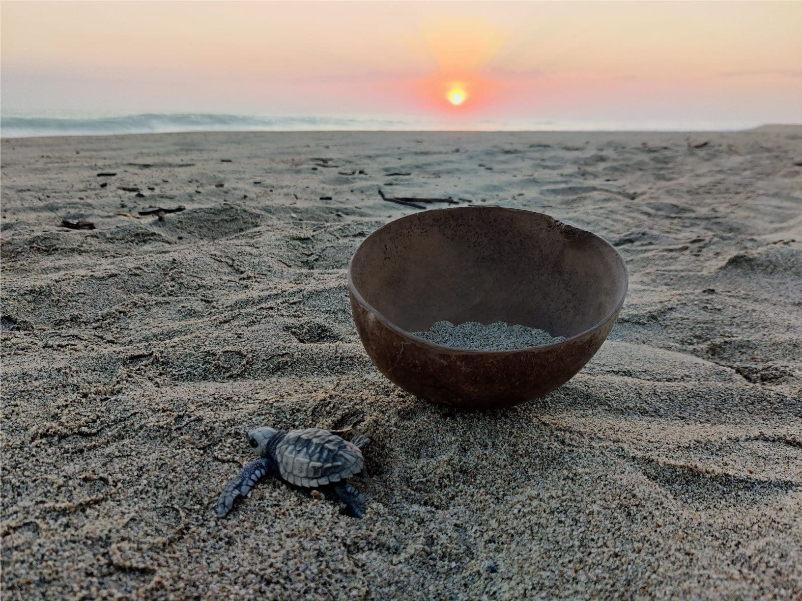 Baby turtle next to coconut bowl at sunset