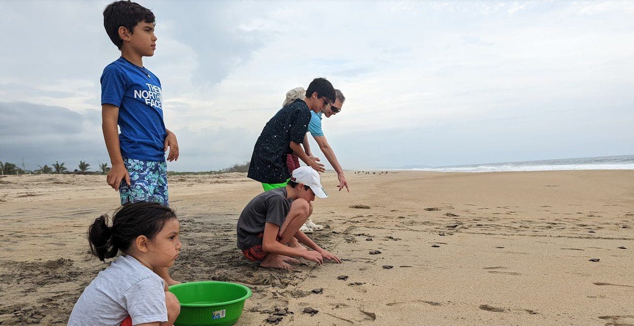 Family releasing baby turtles on the beach