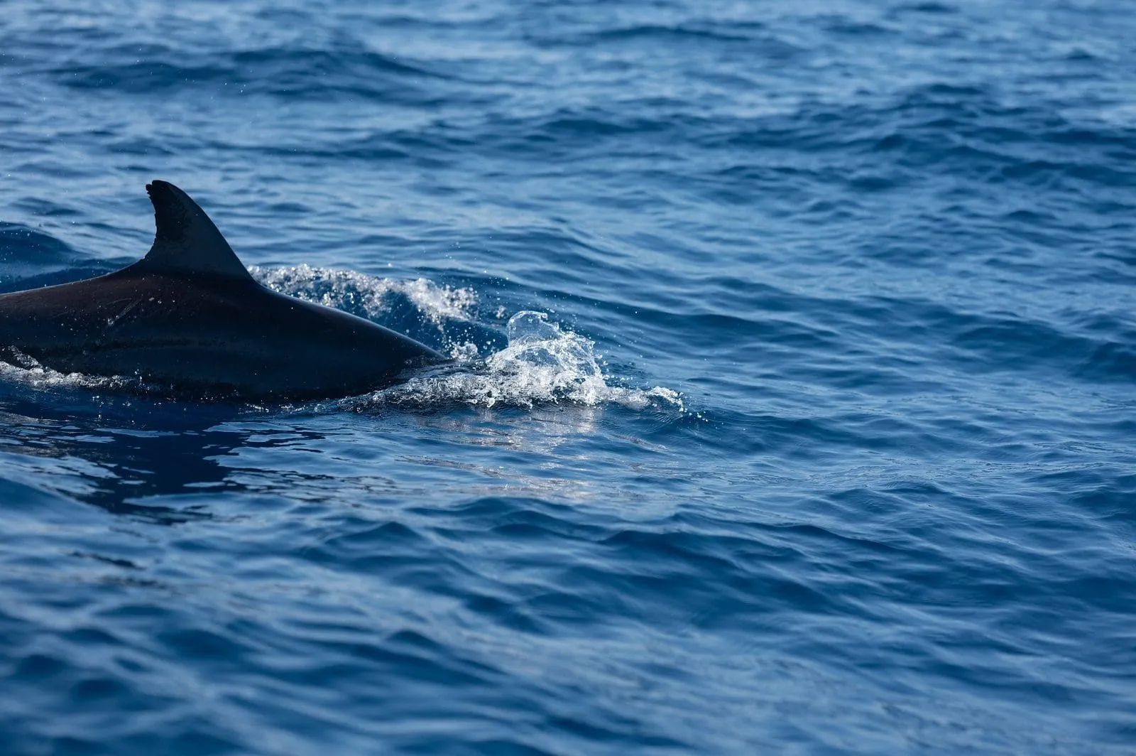 Dolphin dorsal fin cutting through waves