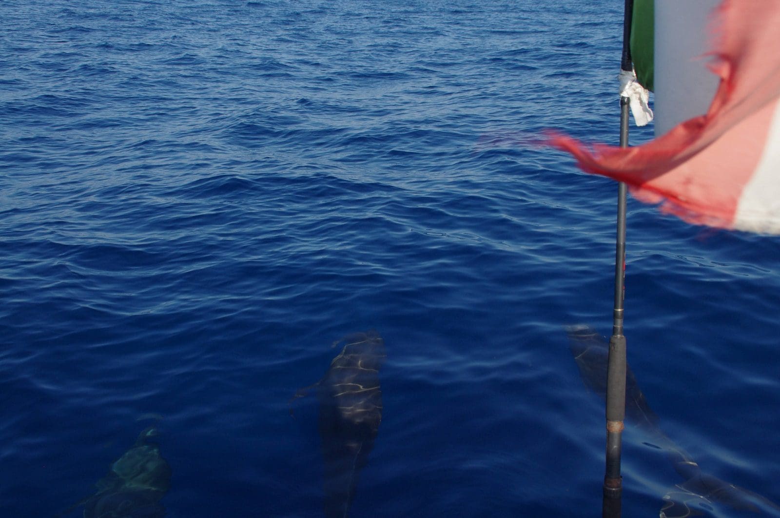 Pod of dolphins swimming near boat with Mexican flag