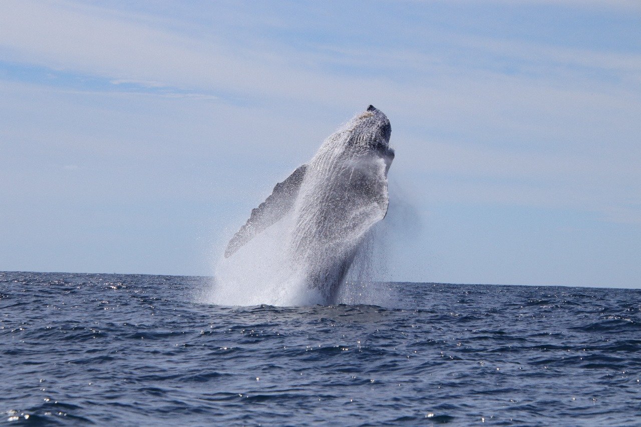 Whales & Dolphins Watching - Experience the best of Puerto Escondido