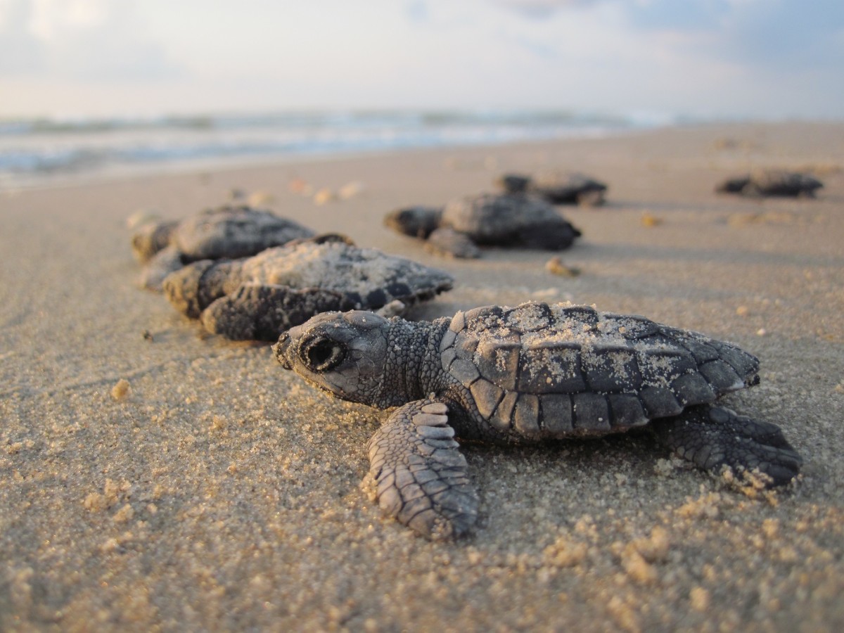 Sea Turtle Release - Experience the best of Puerto Escondido